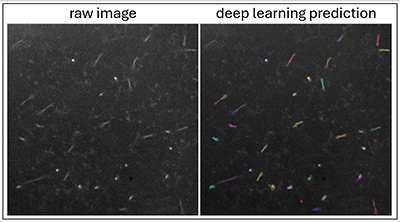 Comparison of a raw microscopic image and its corresponding deep learning prediction.