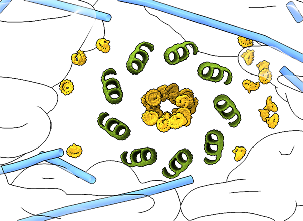 Microscopic view of cellular structures, including green spirals and yellow clusters inside a cell.
